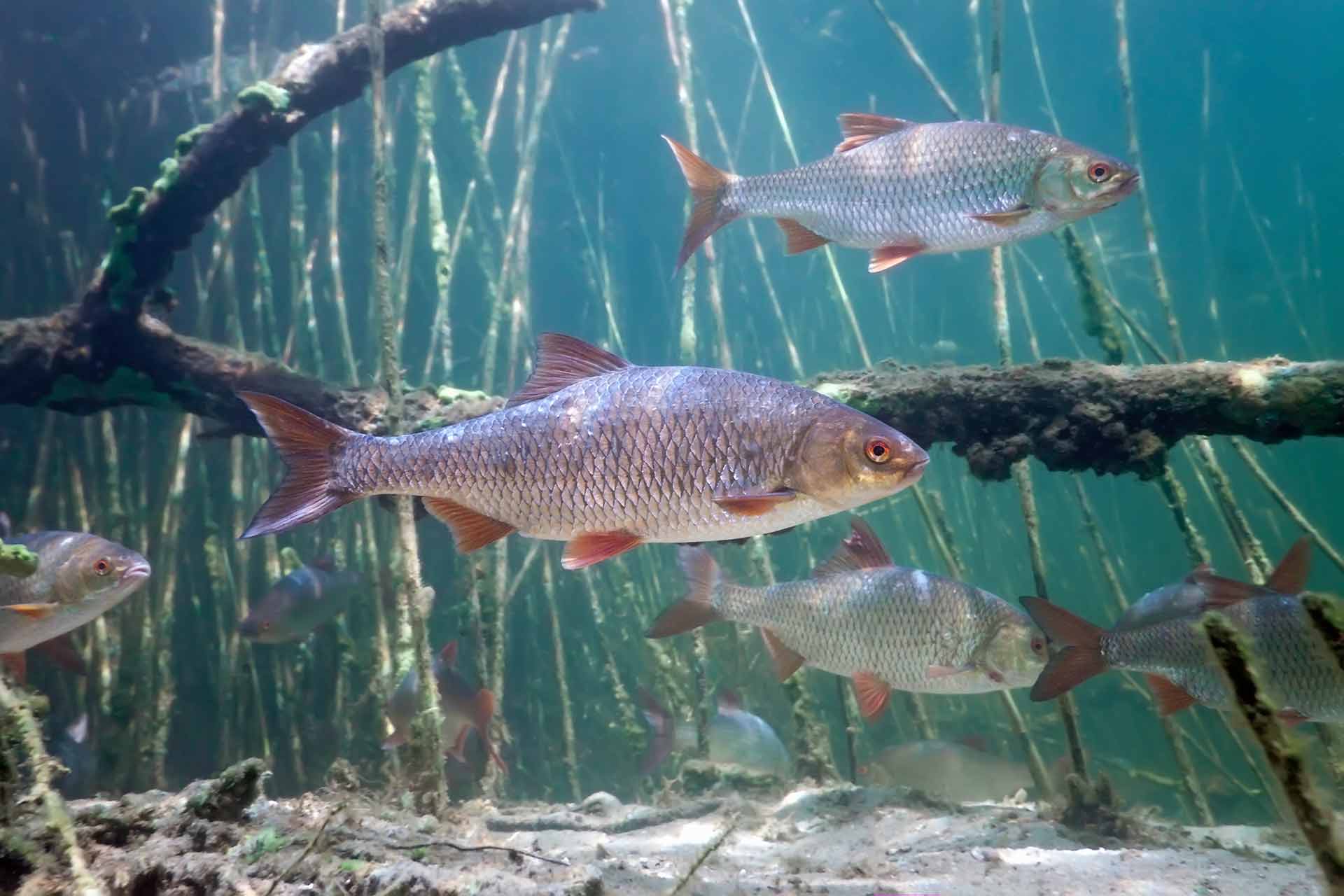 Ontdek wat in uw water zwemt met een visserijkundig onderzoek van Kooistra Visserij.